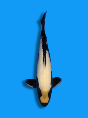 Matsukawabake | Koi&Co.